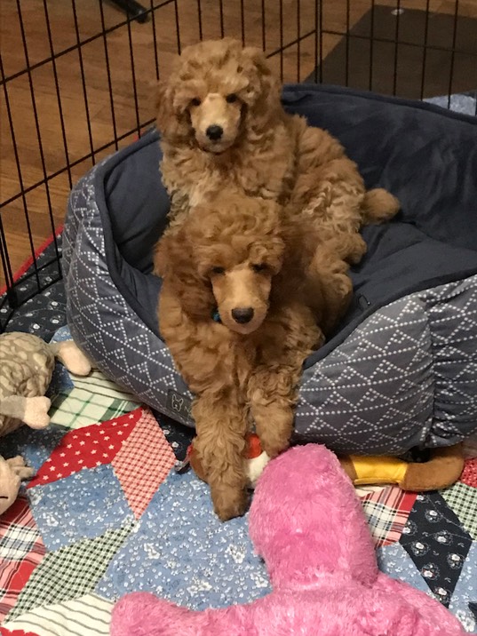 9-weeks-old-in-bed