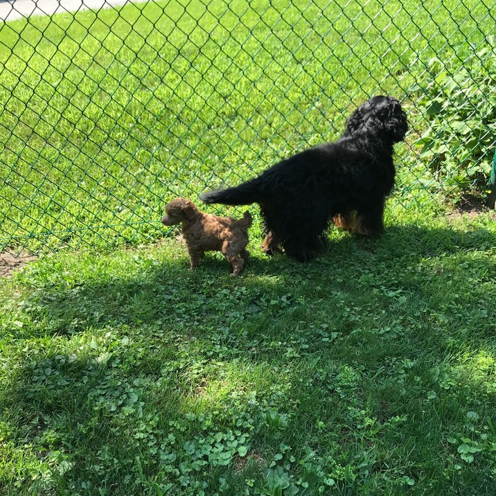 Guarding-the-house