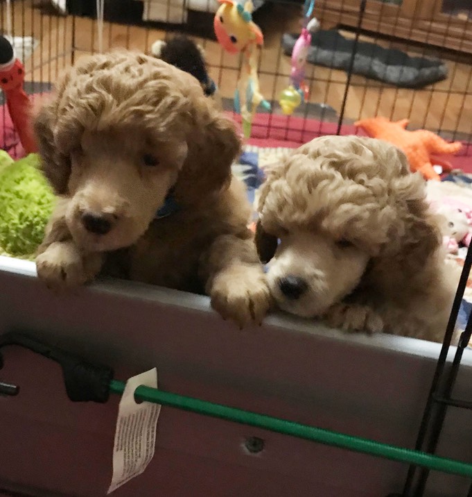 We-Look-Like-Poodles-Now